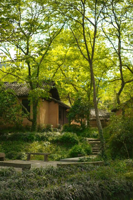 去永福寺的路上｜杭州的绿意已经溢出屏幕