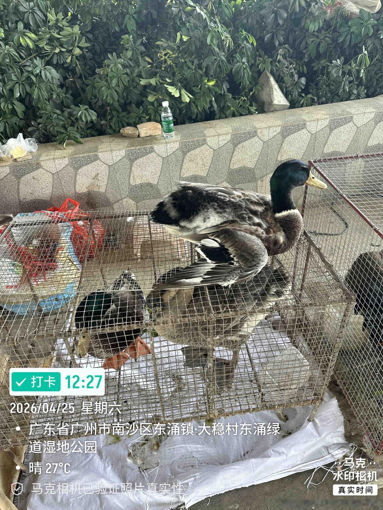 一年来N次的东涌绿道，有三大原因：1、东涌绿道长廊一年四季有不同的风景包括花与瓜