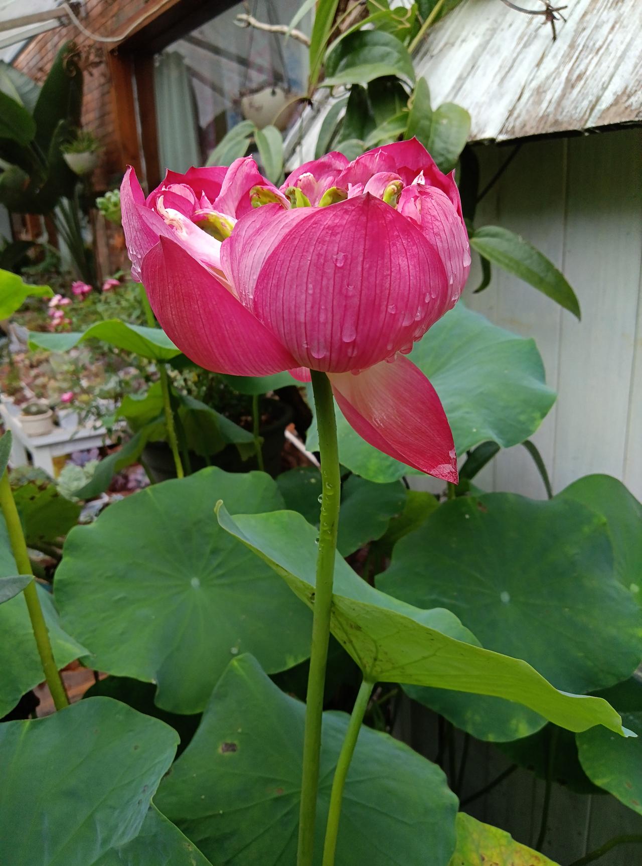 夏日生活打卡季荷花 出淤泥而不染