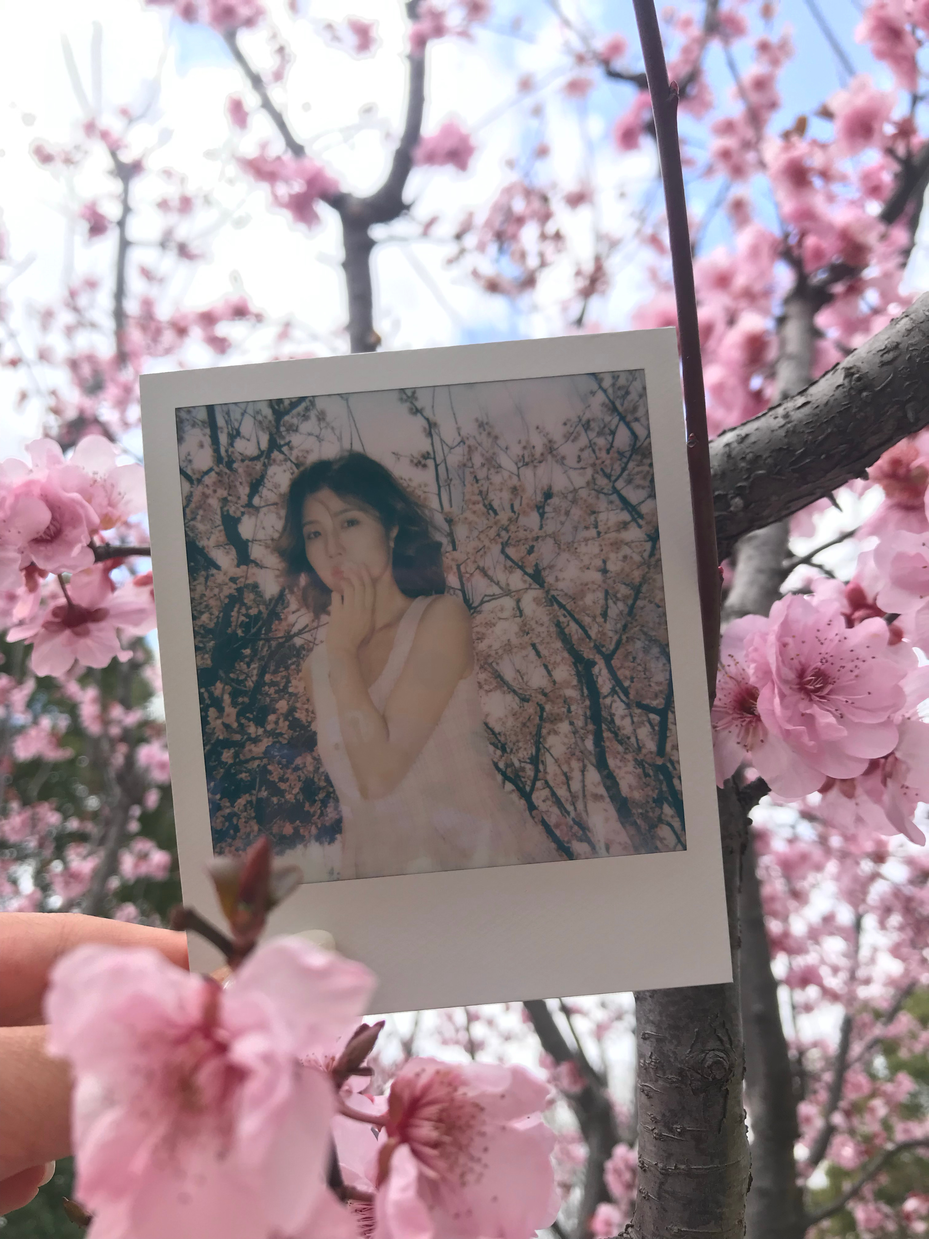 红梅  雪柳  二月兰好多花花哦(≧ω≦)/ 