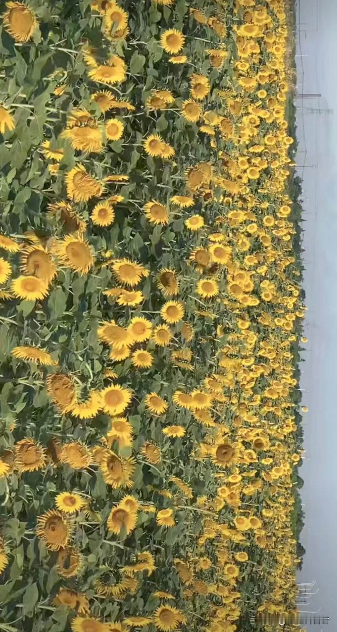 #上联：天高月更小，如何对下联#
上联：天高月更小，
下联:  草长虫增多。