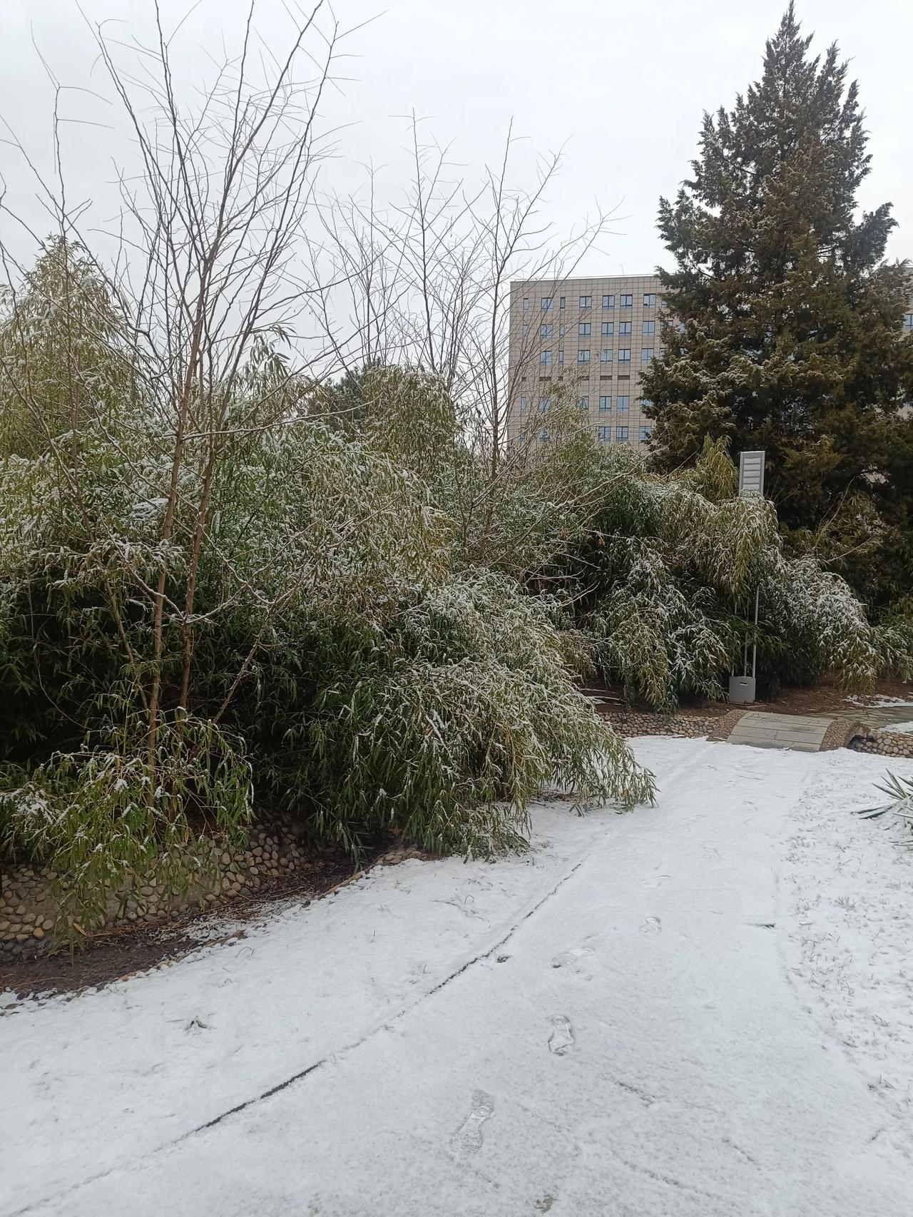 早上起来，发现又是下雨又是下雪的，真的是太漂亮了啊！