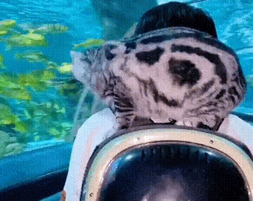 此时此刻的猫咪是不是在想，到底该先吃哪一条鱼才好，是不是这样呢？
#妙笔生花创作