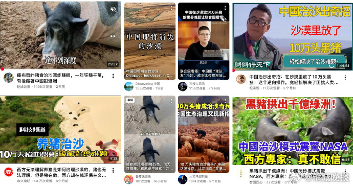 【#十万头猪拱地治沙不属实# 】“10万头猪正在内蒙古库布齐沙漠‘上班’，而且干