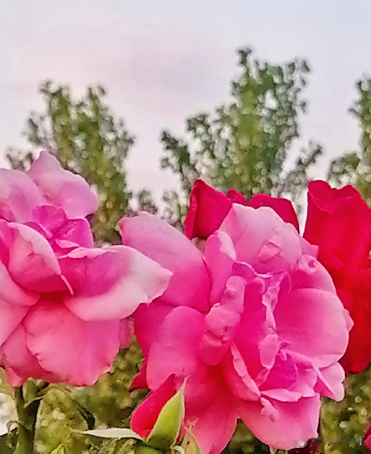 《好大的红花（李林摄于汉中城固）》
