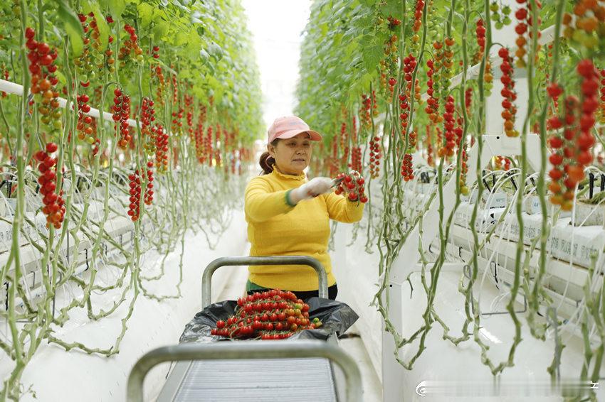 科技就是第一生产力。 四川南充这个智能温室大棚有点厉害，面积其实也就30亩。但是