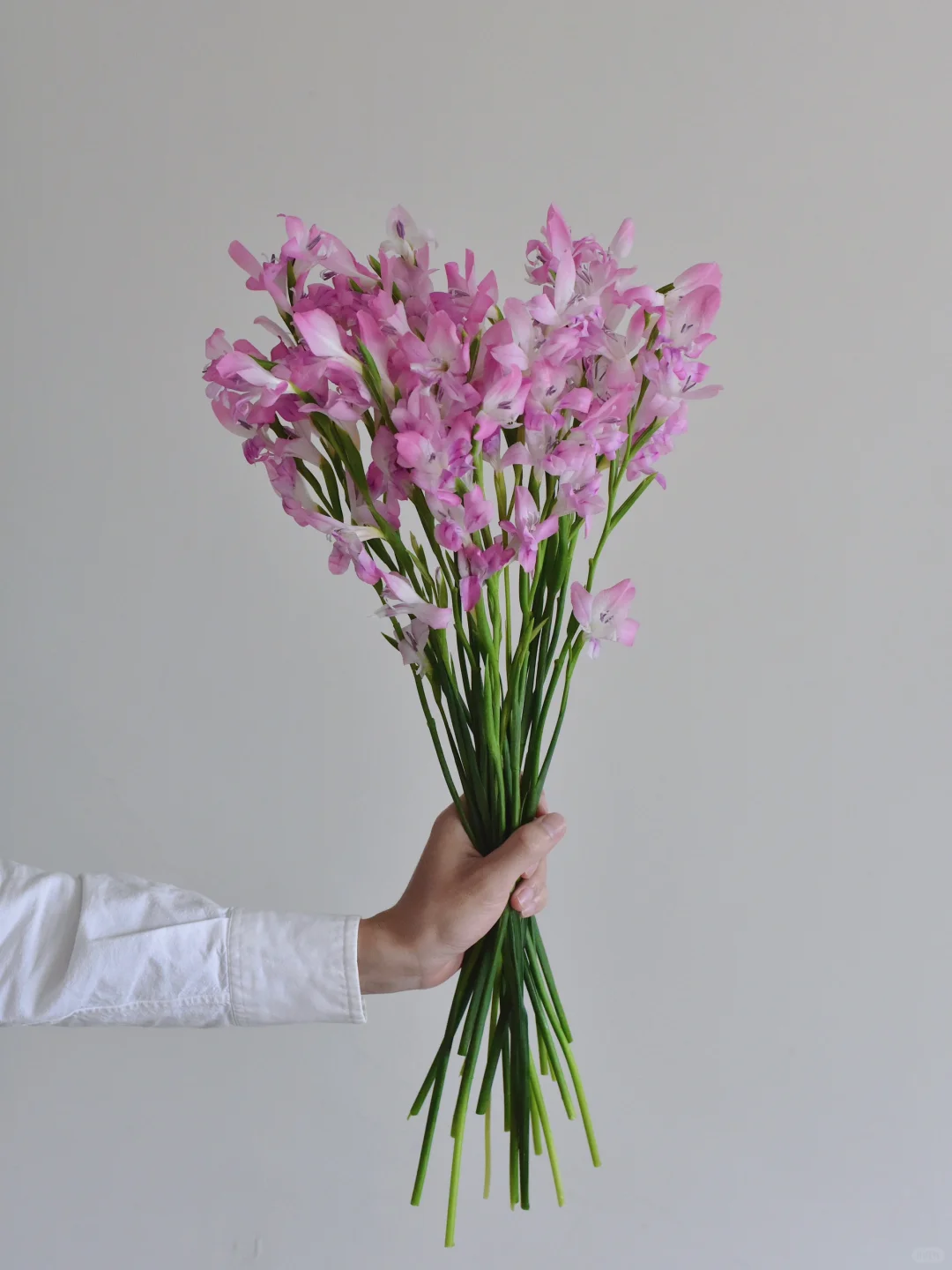 日本剑兰·不知名