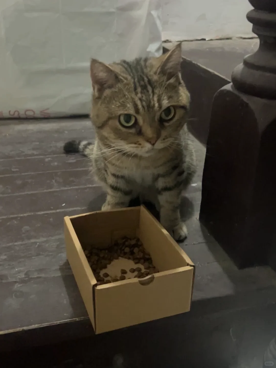 ‼️寻猫启示‼️坐标tx淮海 淮海路小区