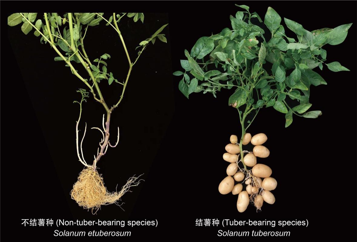 #中国农科院发现马铃薯的妈妈是番茄#【中国农科院惊人发现：马铃薯的“妈妈”竟然是