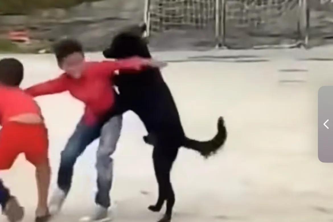 拔河队伍里混进了一条狗，典型的出工不出力，网友：它是对方派过来的卧底吧！

这小