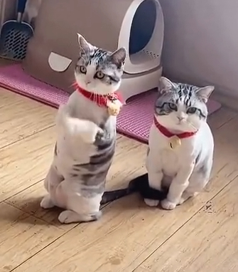 招财猫刷到请不要无视，真的很灵 ​​​