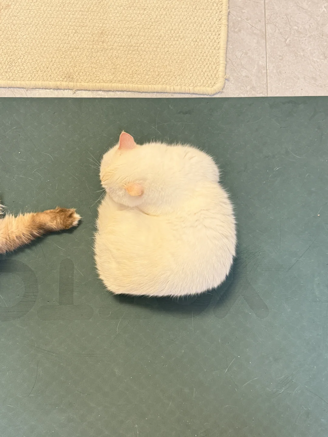 什么家庭养的猫又方又圆的