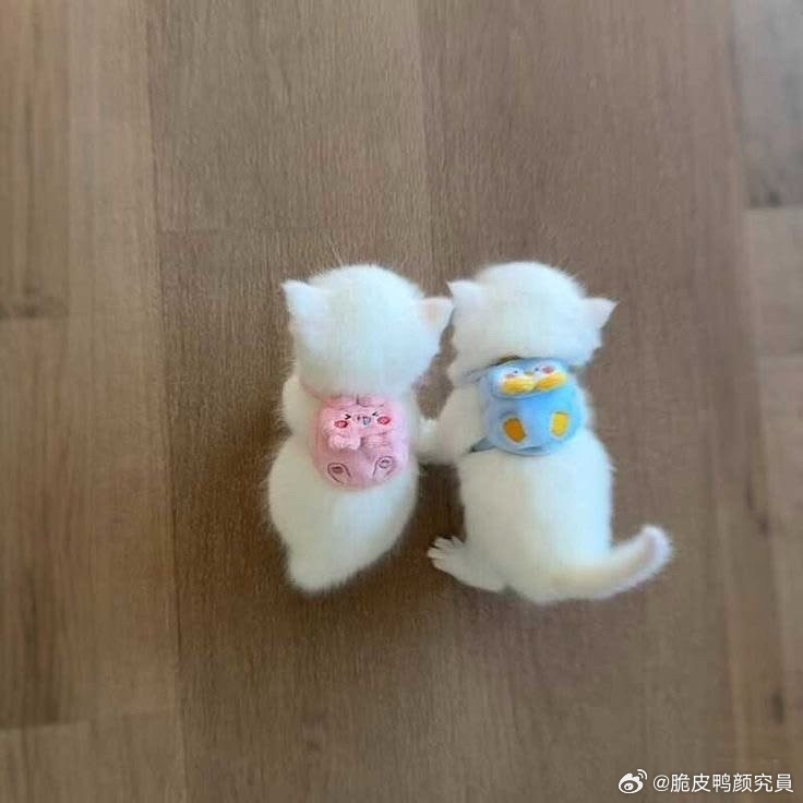 分享图片 