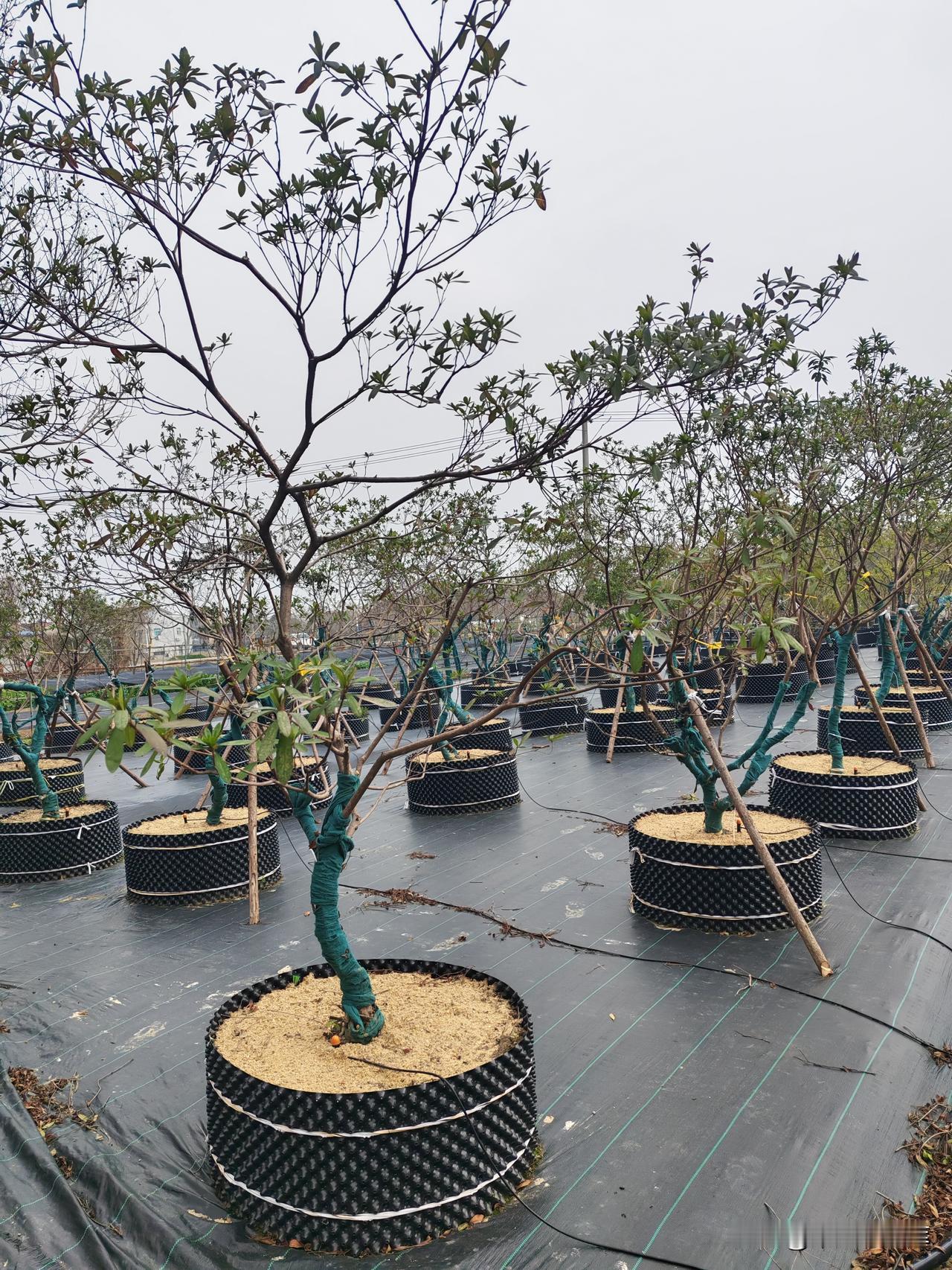 有些事永远不会忘记

27年前的夏天我去相亲

三间大瓦房前绳子上挂满了破烂衣服