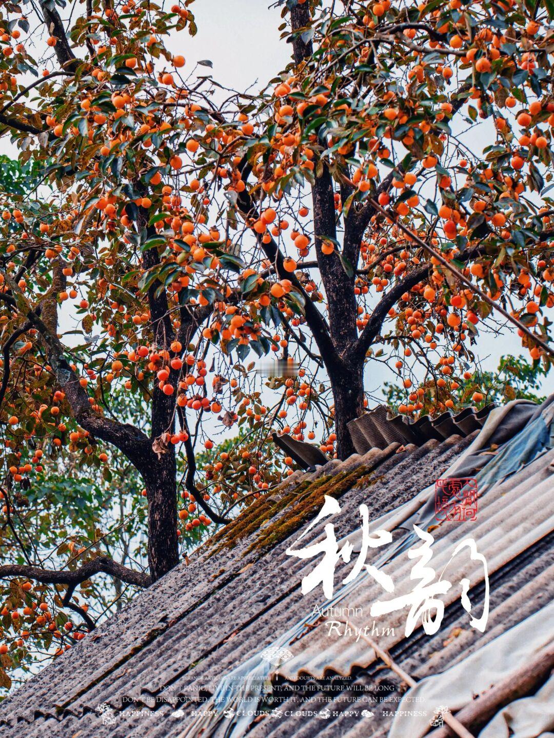 好“柿”发生！