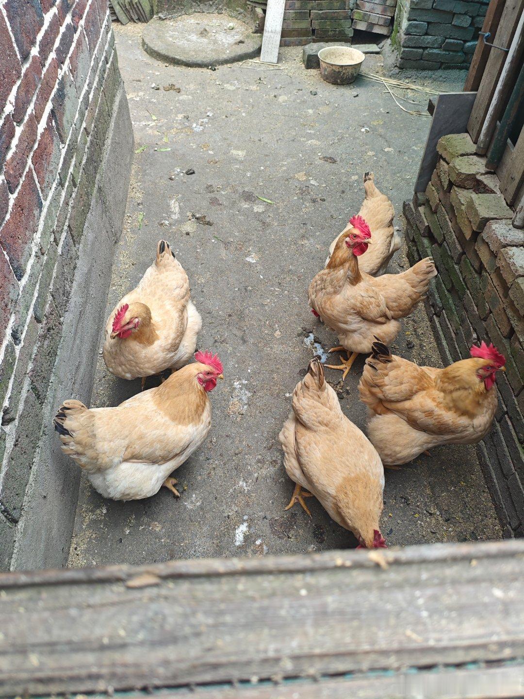 家乡变化都很大，家里老人养的鸡！国家越来越好，村里也越来越好！相信你我都会越来越