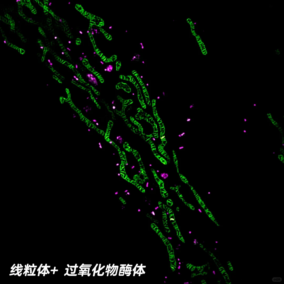 线粒体+ 过氧化物酶体，拍到啦！