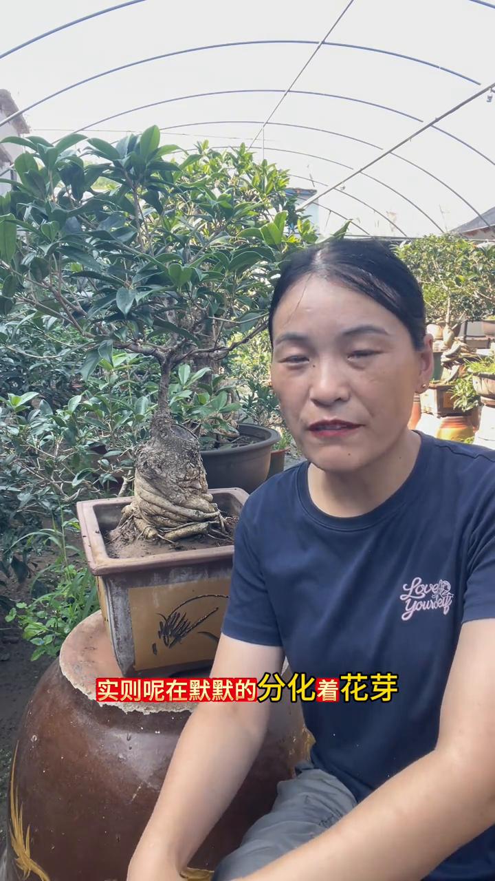夏季可以施肥吗？
花友们大家好，我是张家桂花盆景。今天和大家分享一下关于在夏季可