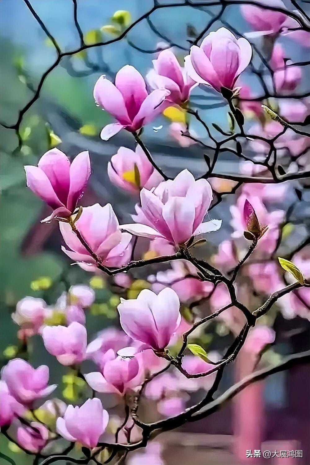 《赏玉兰》
枝头玉蕊绽芬芳，
素影娇姿映暖阳。
不与繁花争艳丽，
独留雅韵满庭香