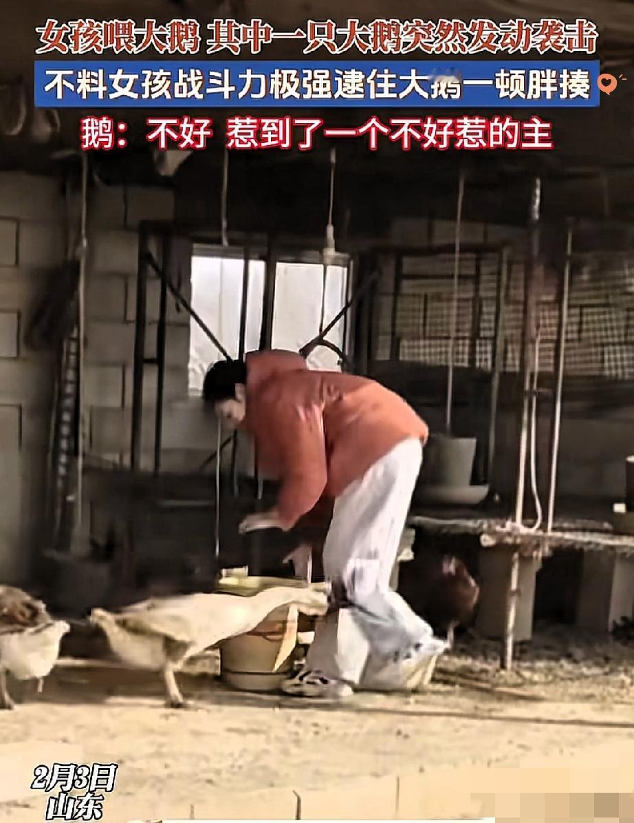 大鹅：我啄！
大学生：我摁！
这下谁还敢说大学生打不过大鹅？
 
山东一女大学生