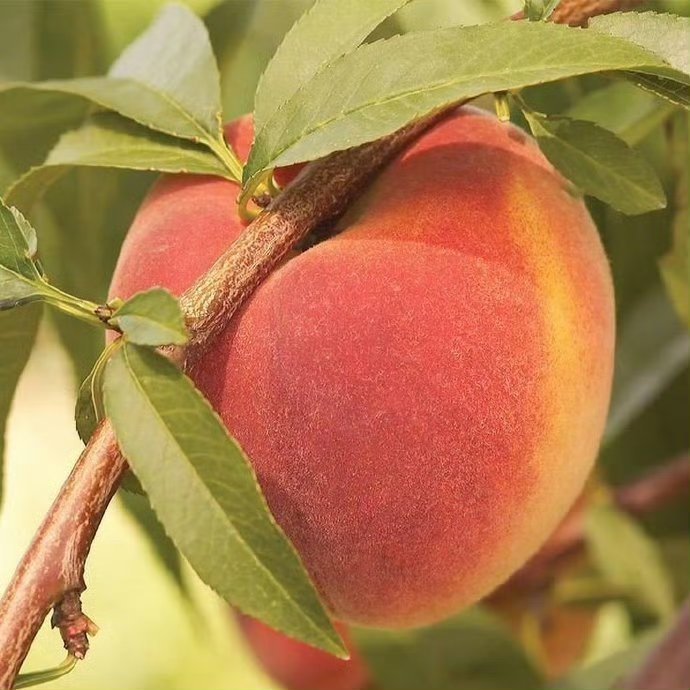看到的8秒内接这只幸运桃子，8天内好事发生 🍑 