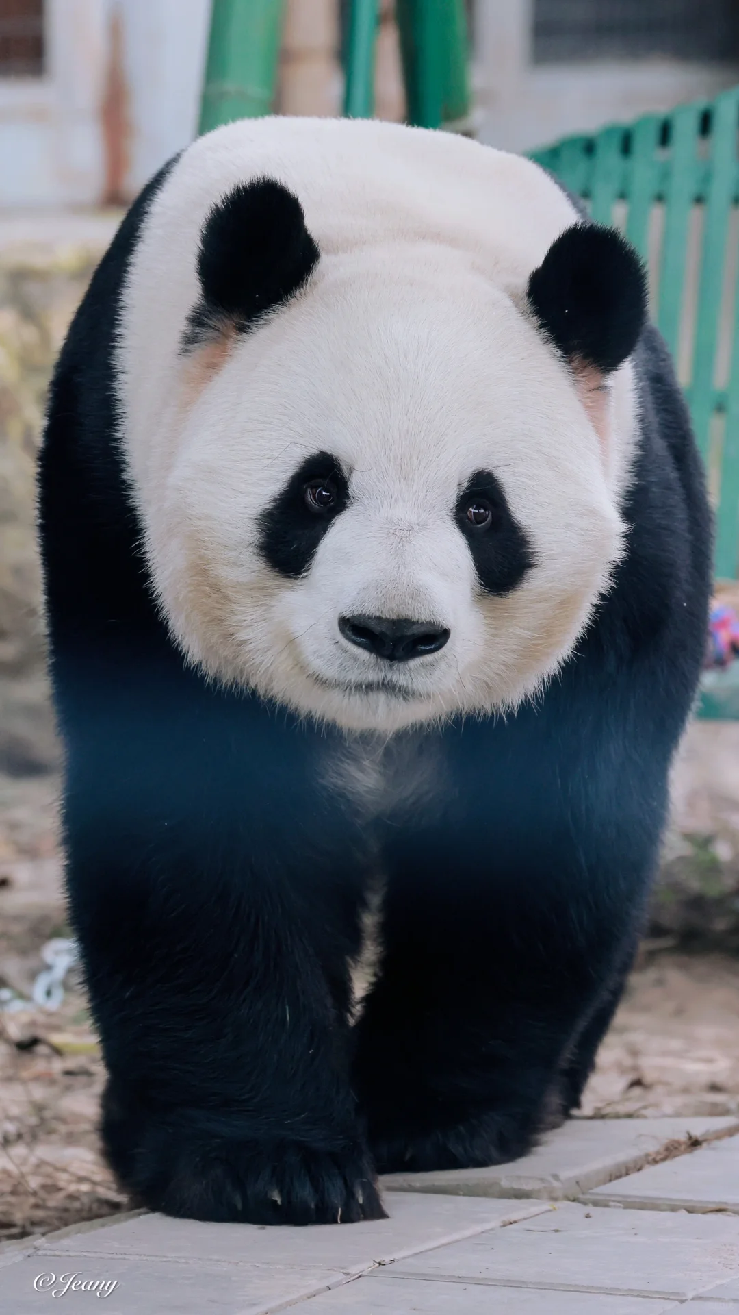 萌兰走秀🐼动势拿捏😍