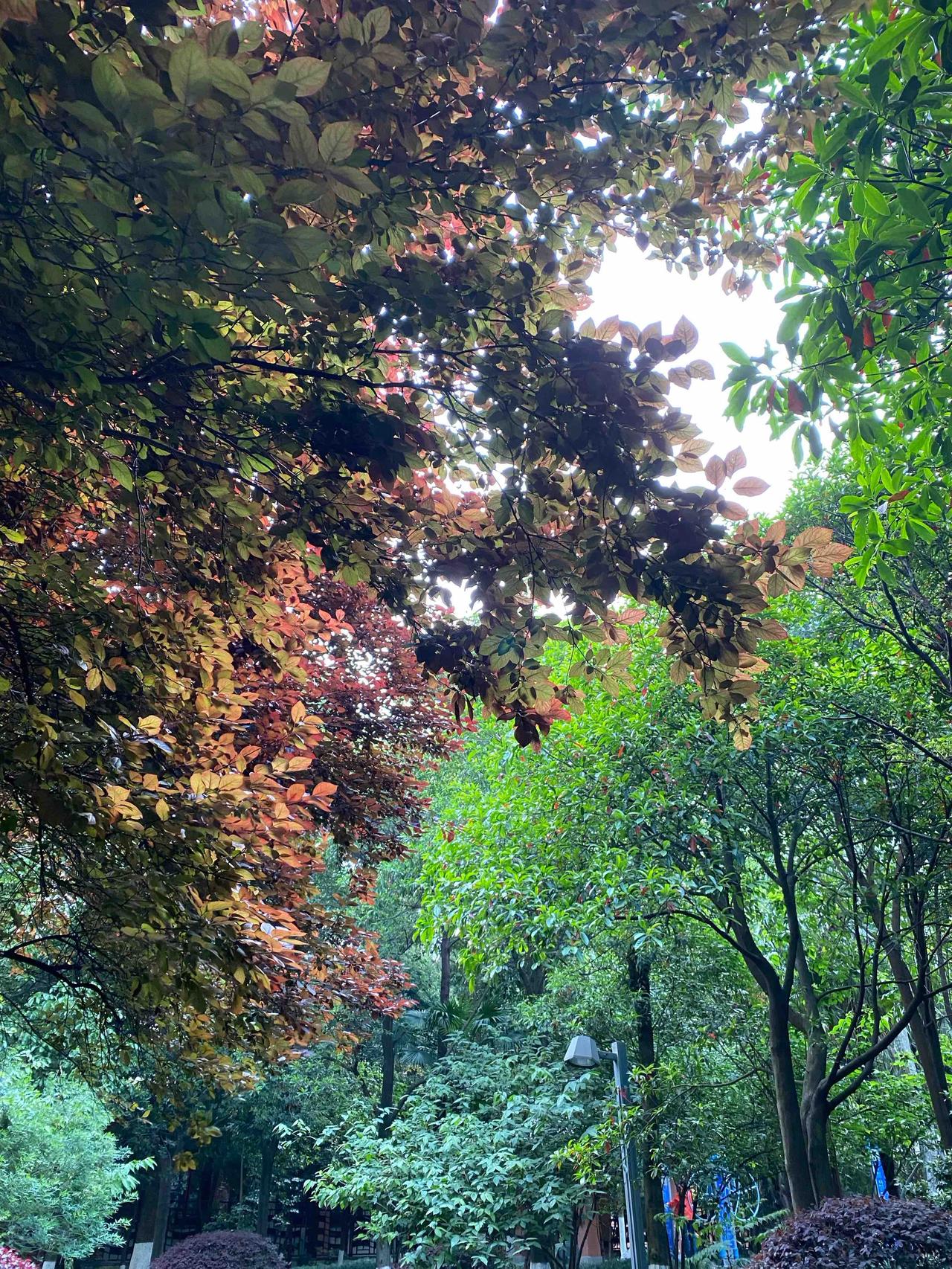 2026年04月26日 星期日 阴天有风，微风偏大，隐约将放晴
今早出门前心里稍