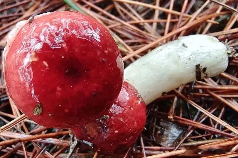 记者获悉，陕西理工大学生物与工程学院宋玉博士团队经 4 年多研究，在秦巴山区米仓