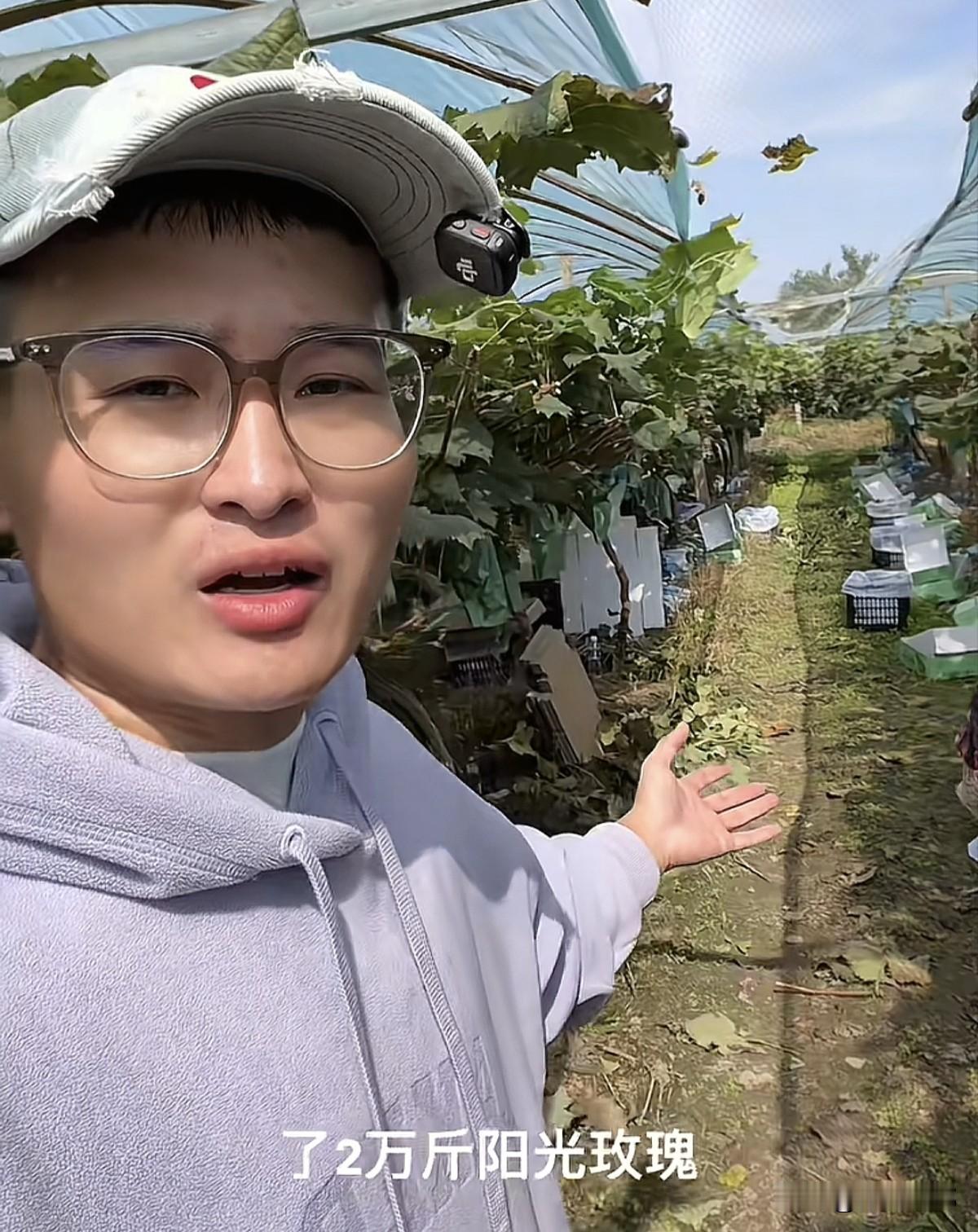博主B太助农那才是真正的助农，他这次来到河南三门峡把滞销的农产品阳光玫瑰葡萄收购