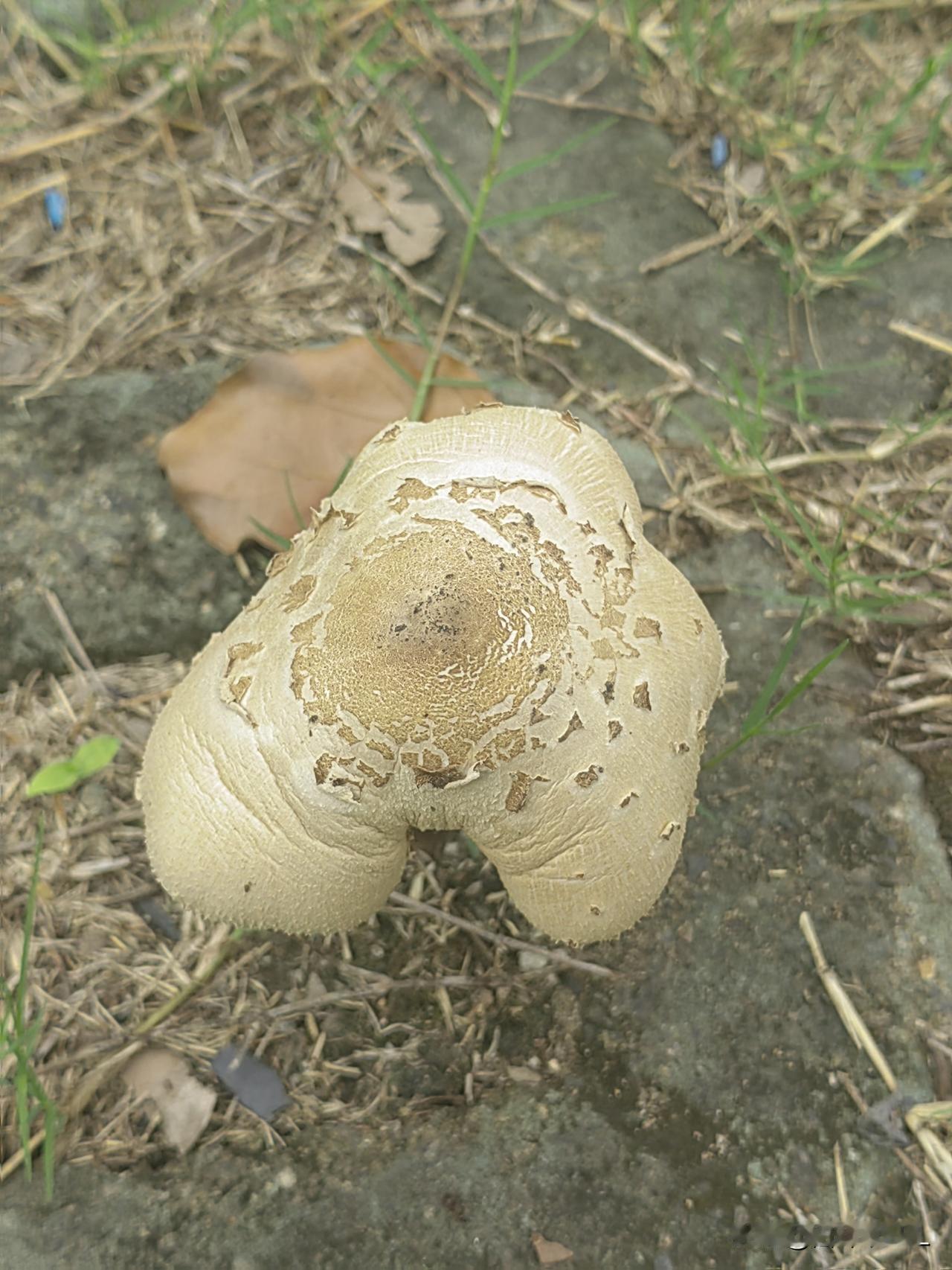 在草地上发现了一颗大蘑菇，肥嘟嘟的，好可爱呀！不知道能不能吃？