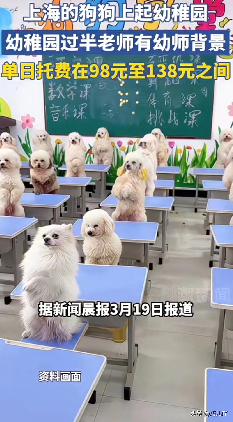 这个世界真奇葩，狗狗都可以上幼儿园了。

据多家媒体报道，上海出现了新型宠物幼稚