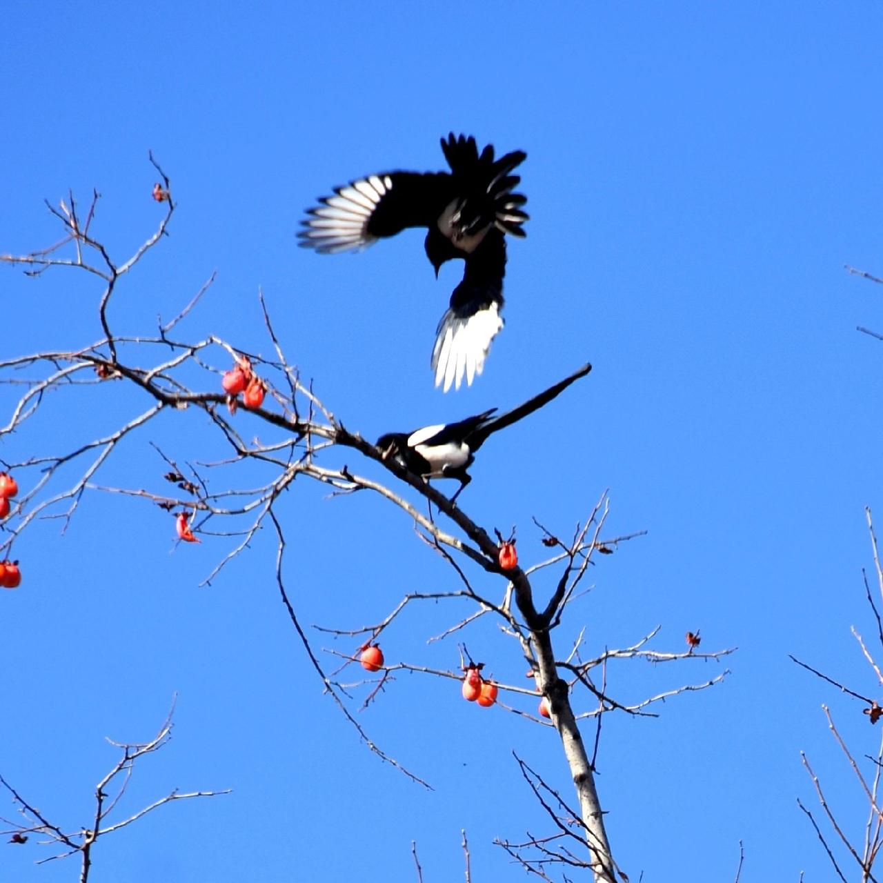 喜鹊喜柿戏枝头喜鹊报喜