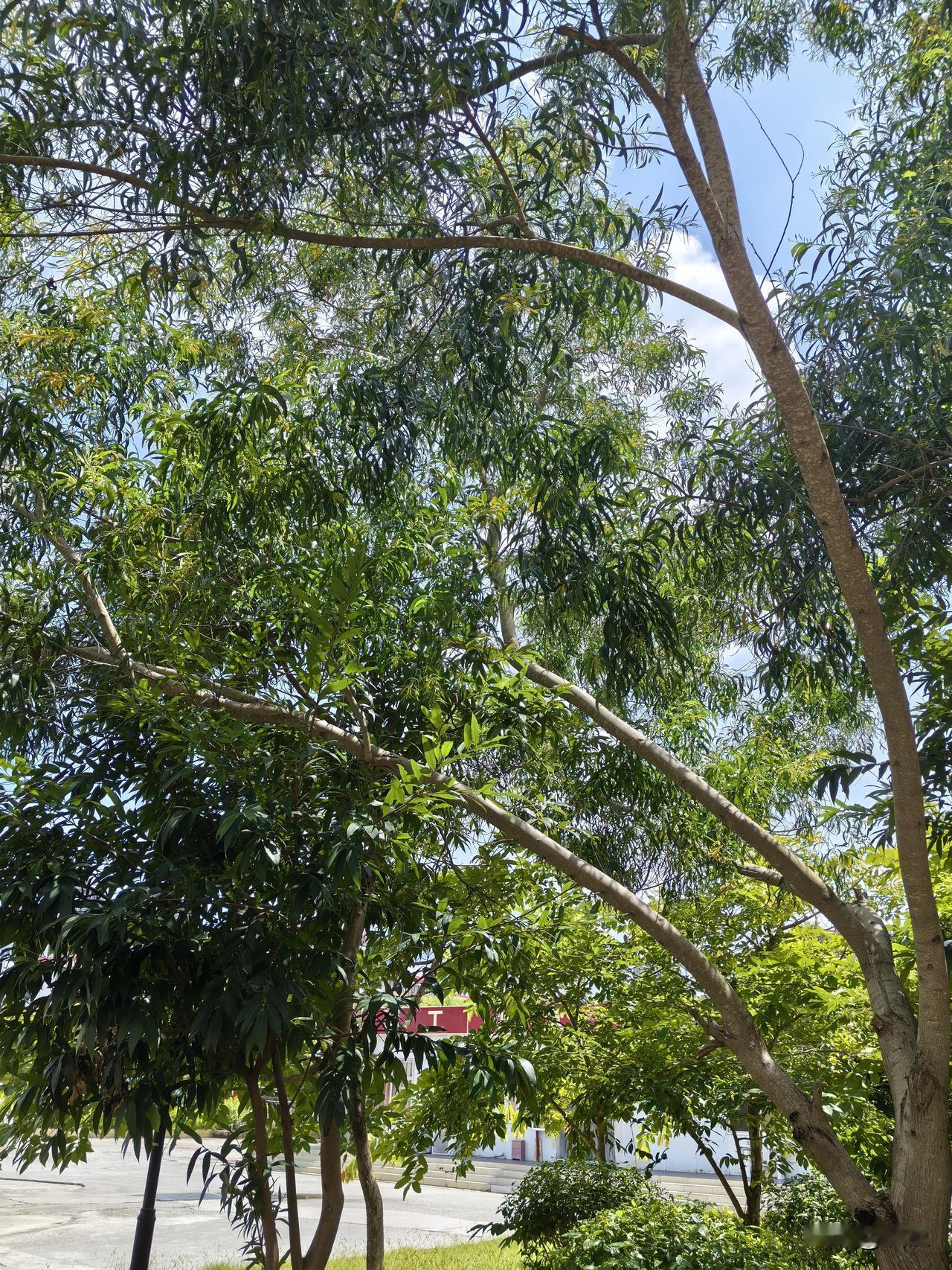如何看待医保基金被滥用的现象医保基金滥用指的是什么？大家有没有了解现在的DRG付
