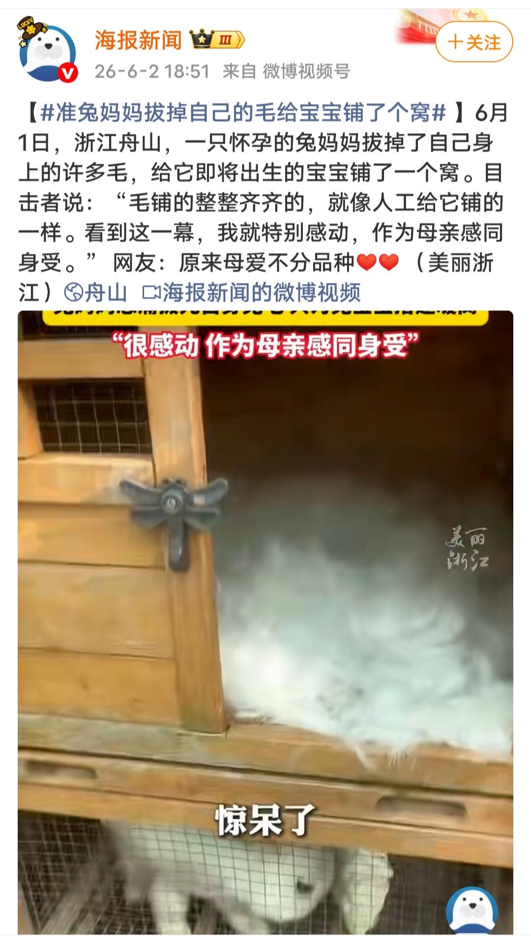 动物本能里藏着最质朴的母爱，兔妈妈忍痛拔下自身绒毛铺垫产房，看似是生灵的天性，却