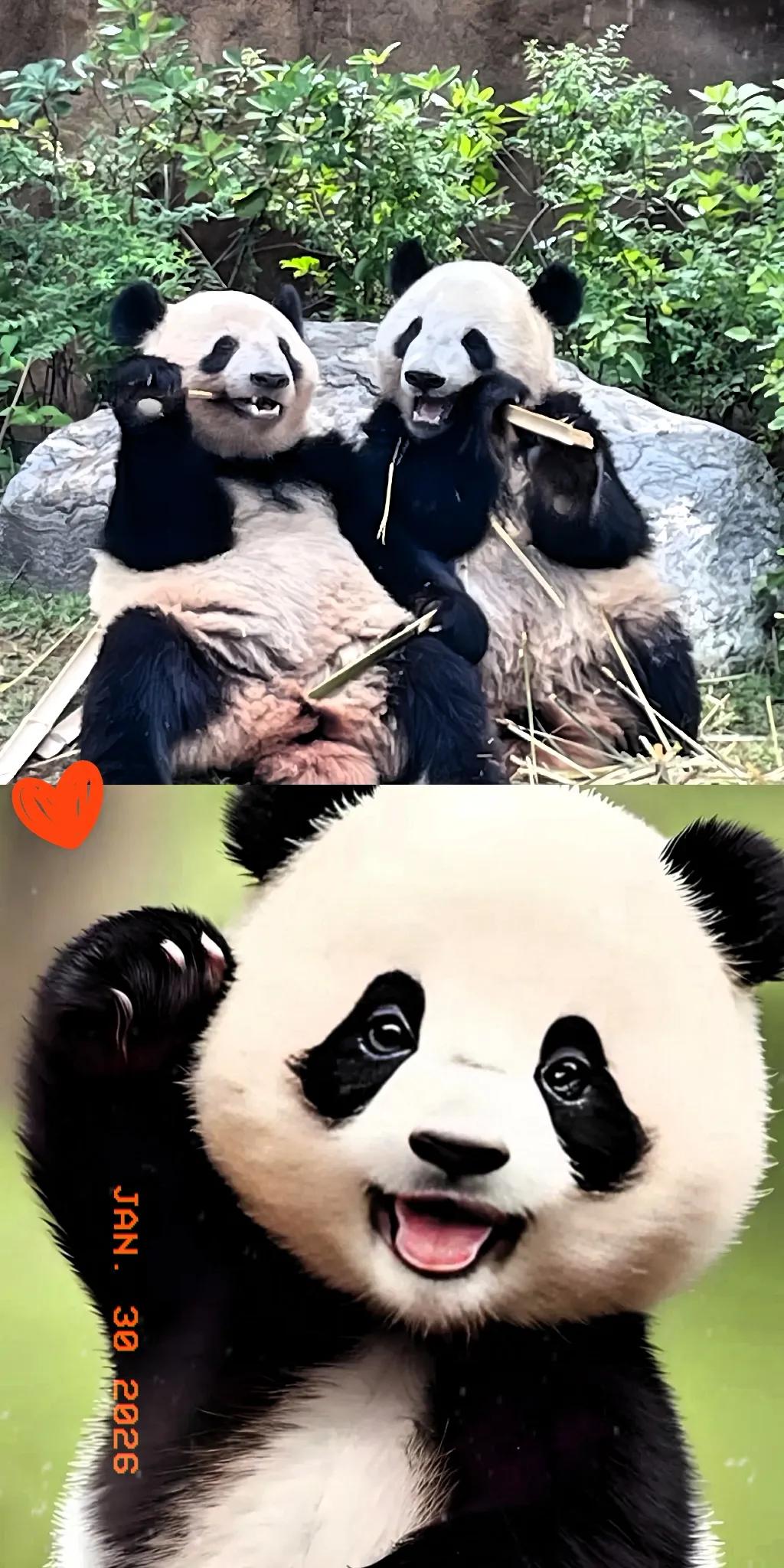 1月29日，大熊猫刚离开两天，日本媒体就开始抱怨，读卖新闻更是直接发文质问：台湾