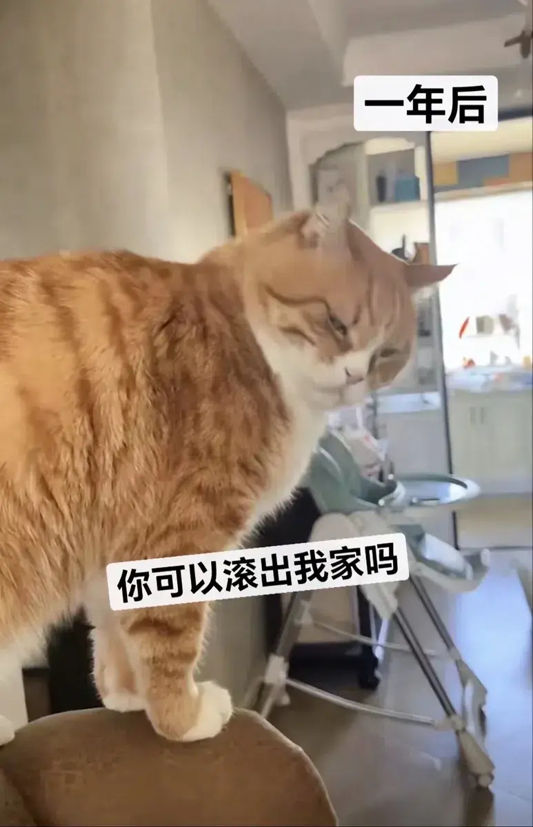 一年前被救助的饥饿的流浪猫，现在却露出了忘恩负义的神情。