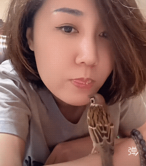 能把麻雀喂成宠物的不容易，一般麻雀的气性比较大，不好喂养，美女你真了不起![强]