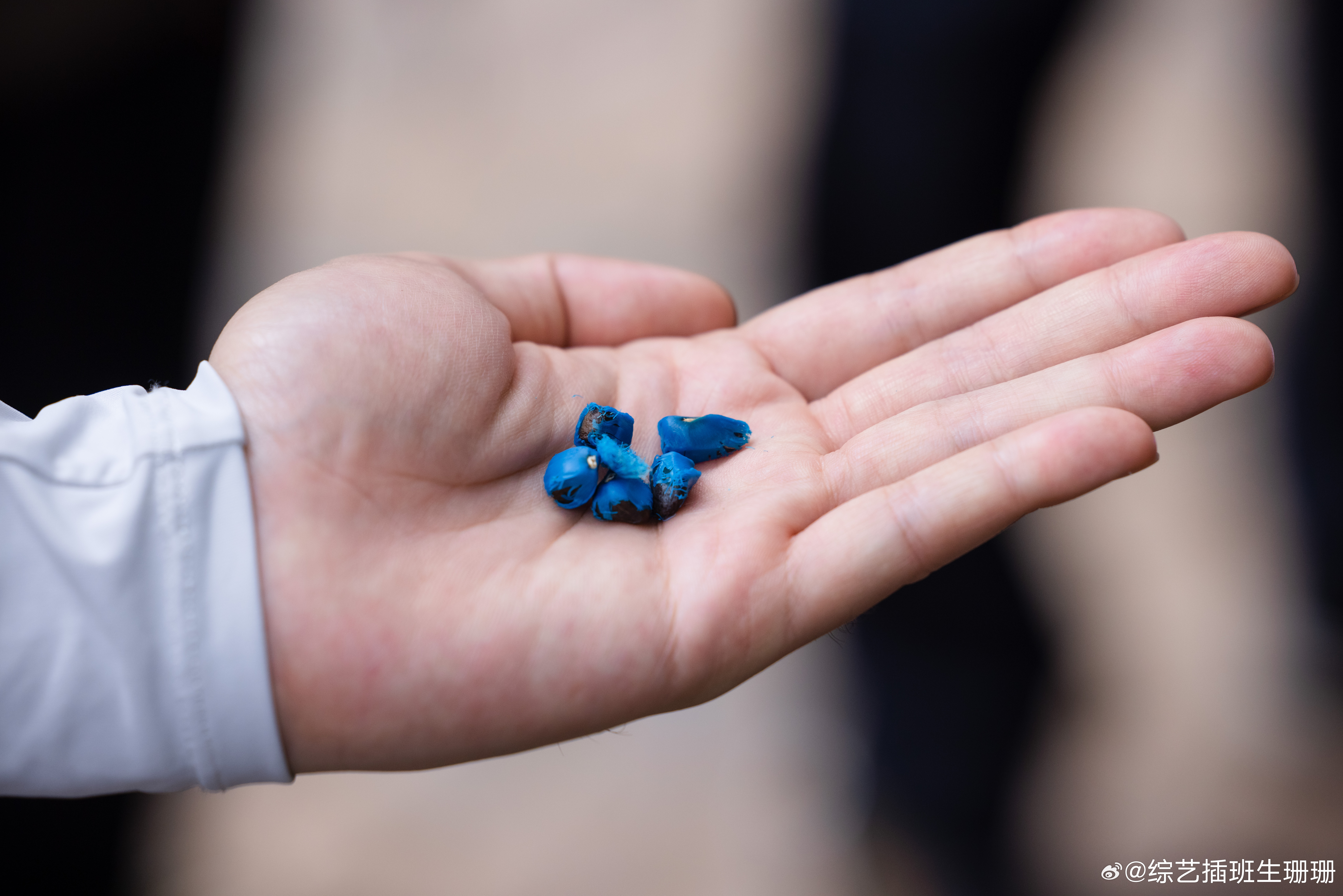 植物学家树葬后骨灰仍在滋养树木  你知道吗？早在40多年前，中国植物学家蔡希陶教