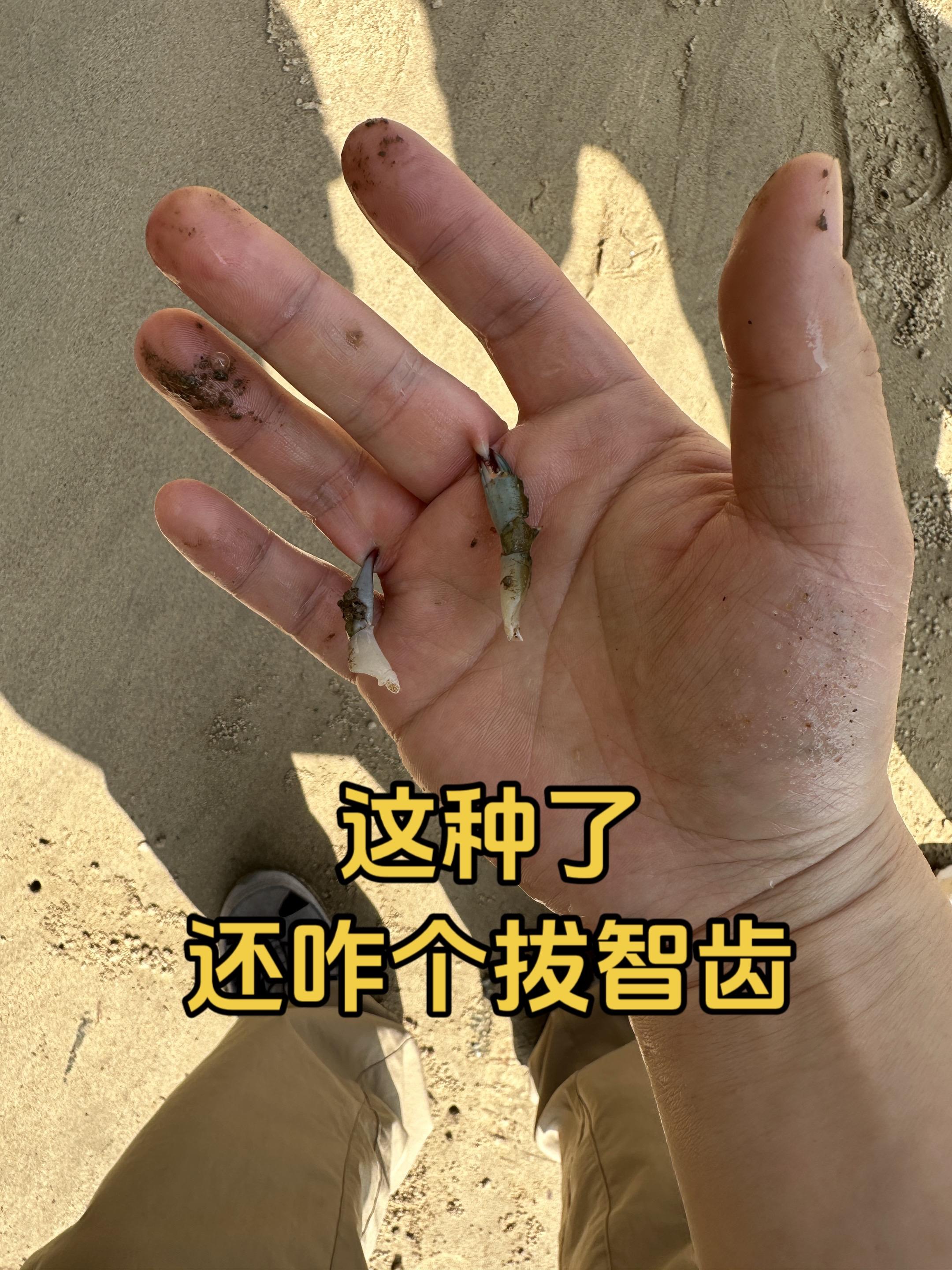 手差点废了。看到了一只小螃蟹， 手一伸过去，立马钻心的痛， 这螃蟹不讲...