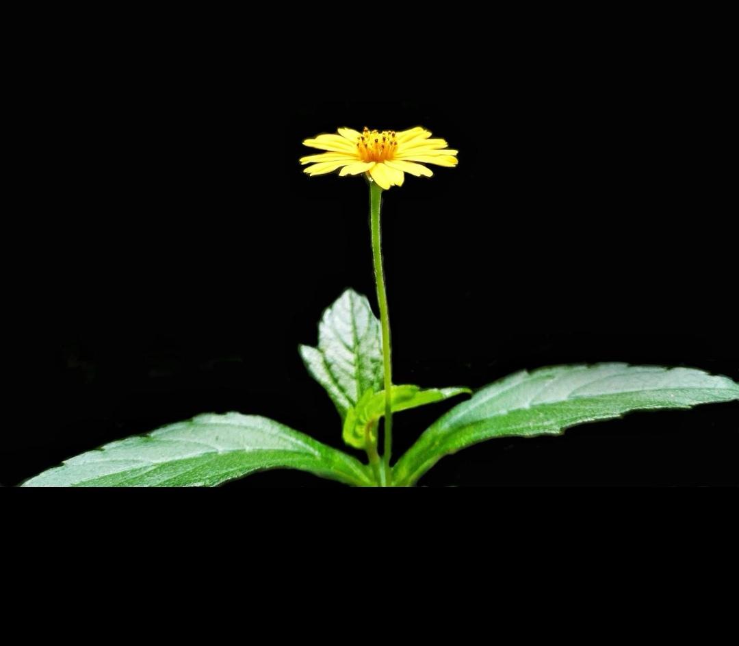 看到一段话，引起共鸣：“在长久艰苦的磨砺之后，疲倦之气好像突然一扫而光，一种崭新