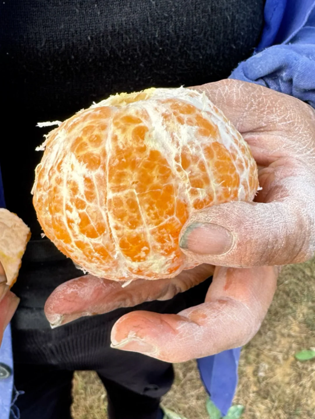 爷爷说他种的沃柑没有一点农💊，就是很甜！