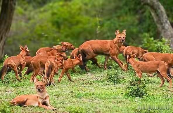 放眼整个世界，似乎只有中国成了定海神针。其余各地区群魔乱舞:欧盟集体下场，俄乌冲
