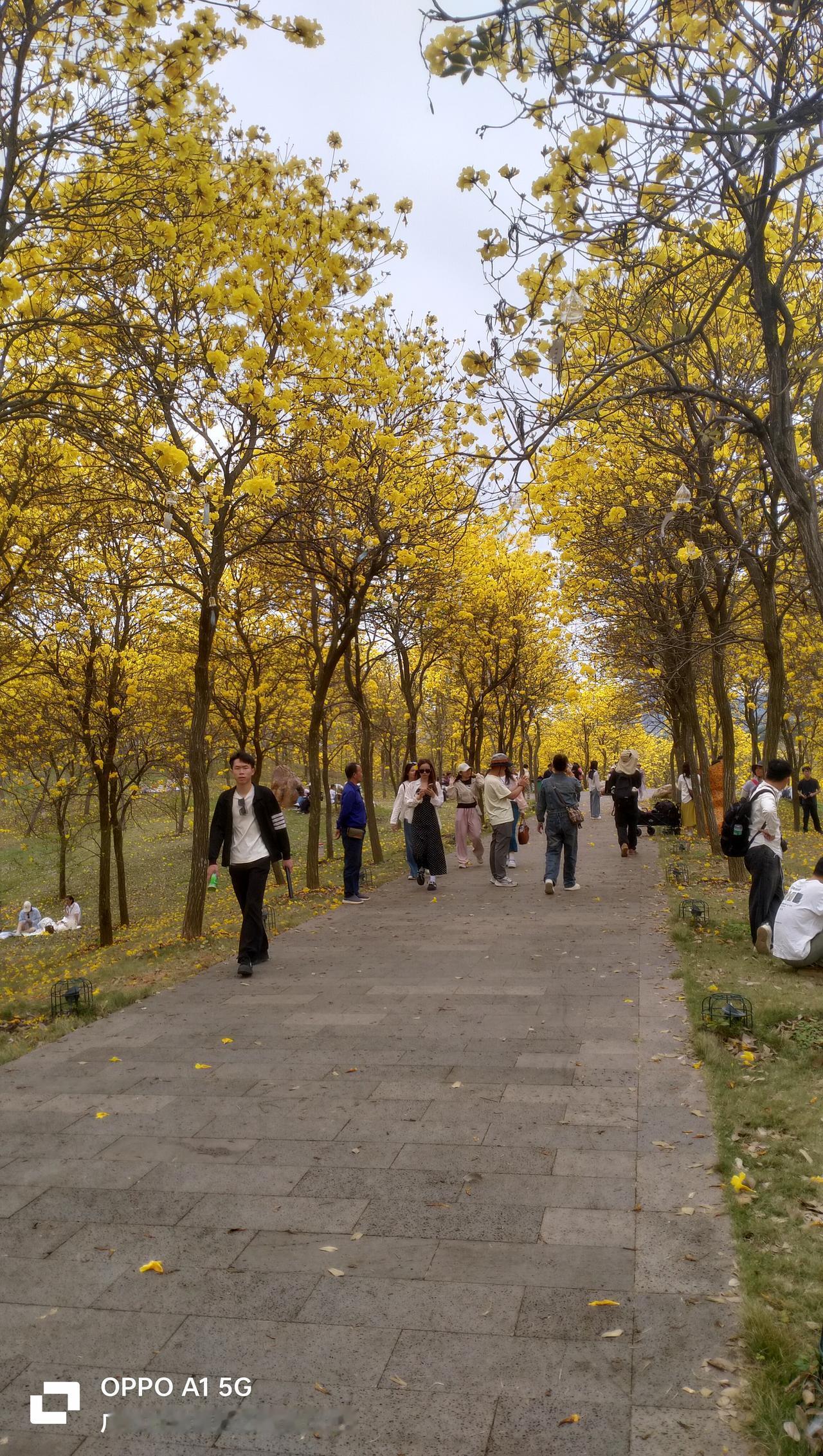 最近广西南宁青秀山的黄花风铃木火了！近日，青秀山近7000株黄花风铃木盛放，那叫