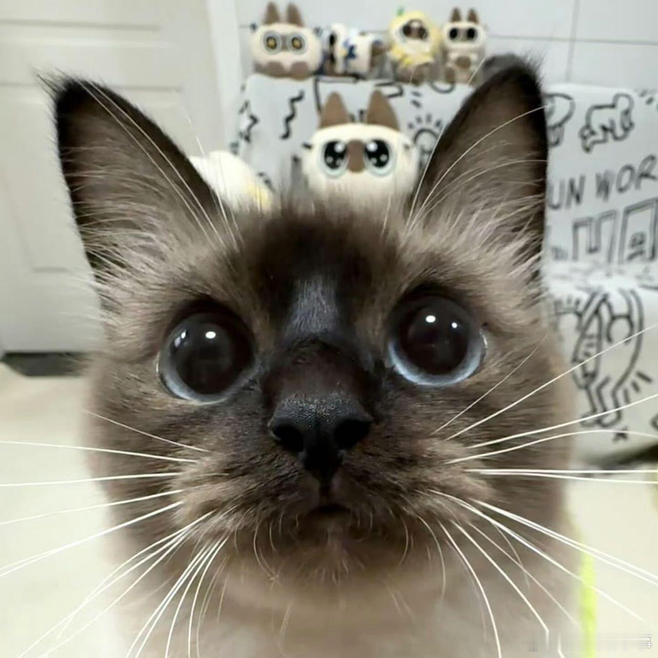 𝐖𝐞𝐂𝐡𝐚𝐭头像𝐒𝐡𝐚𝐫𝐞 可爱头像 | 九宫格|今日头像