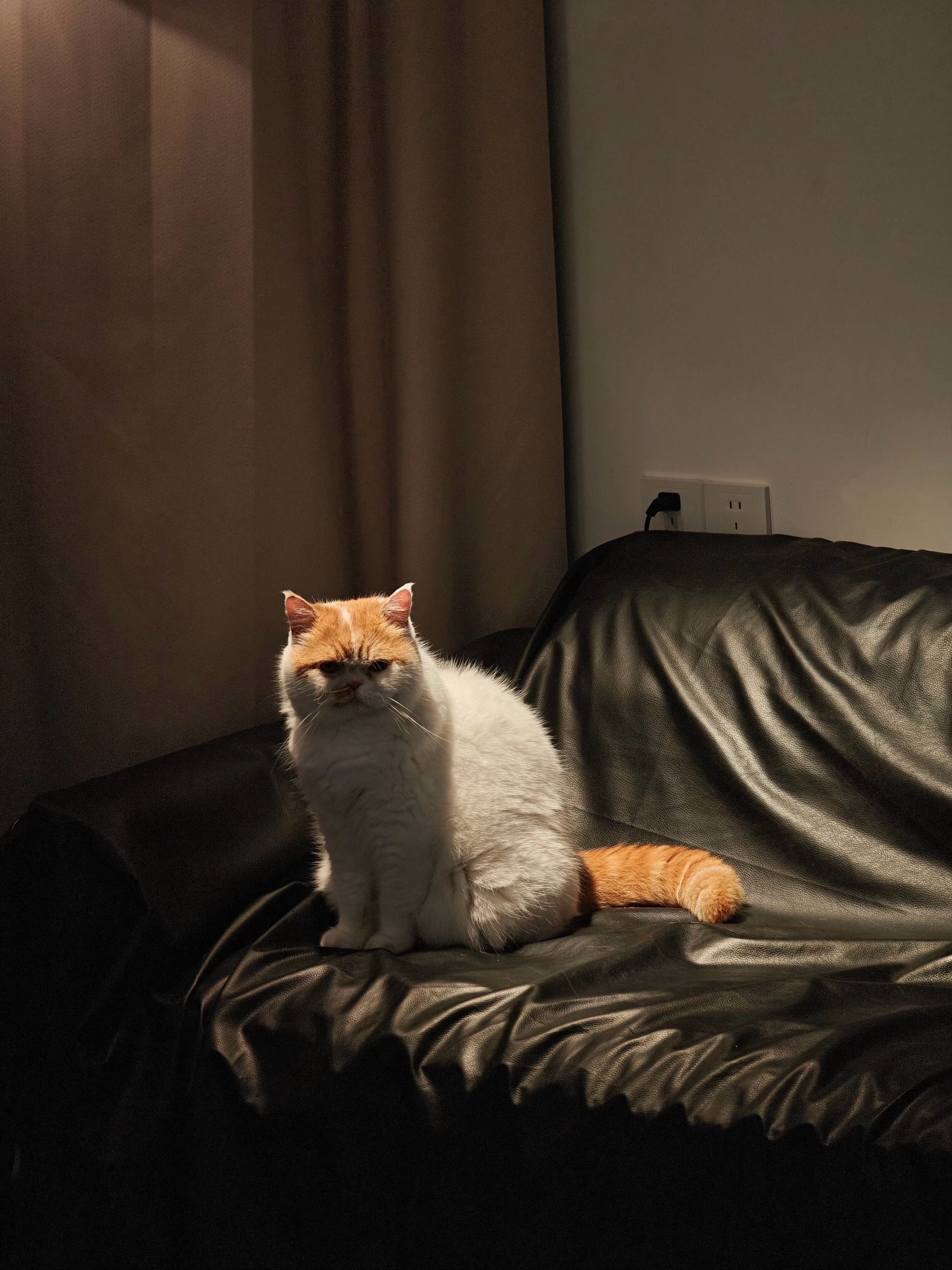 出现🐈袁袁子