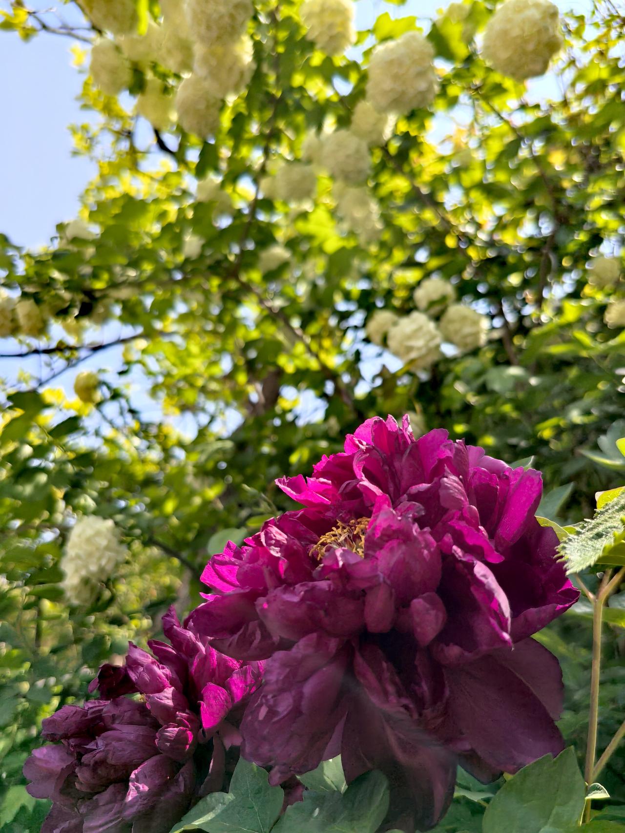 分享美图，共享美好胭脂绣球分香尘，一点碧玉偶作邻……