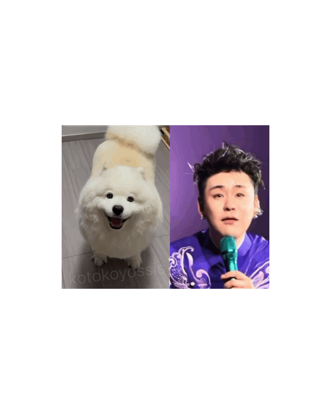 汪汪汪汪汪汪汪～