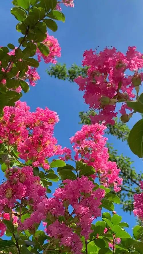 西江月 咏紫薇
笑对炎阳夏昼，
偏宜小院新秋。
紫云堆里漾红柔。
谁道花无百日。