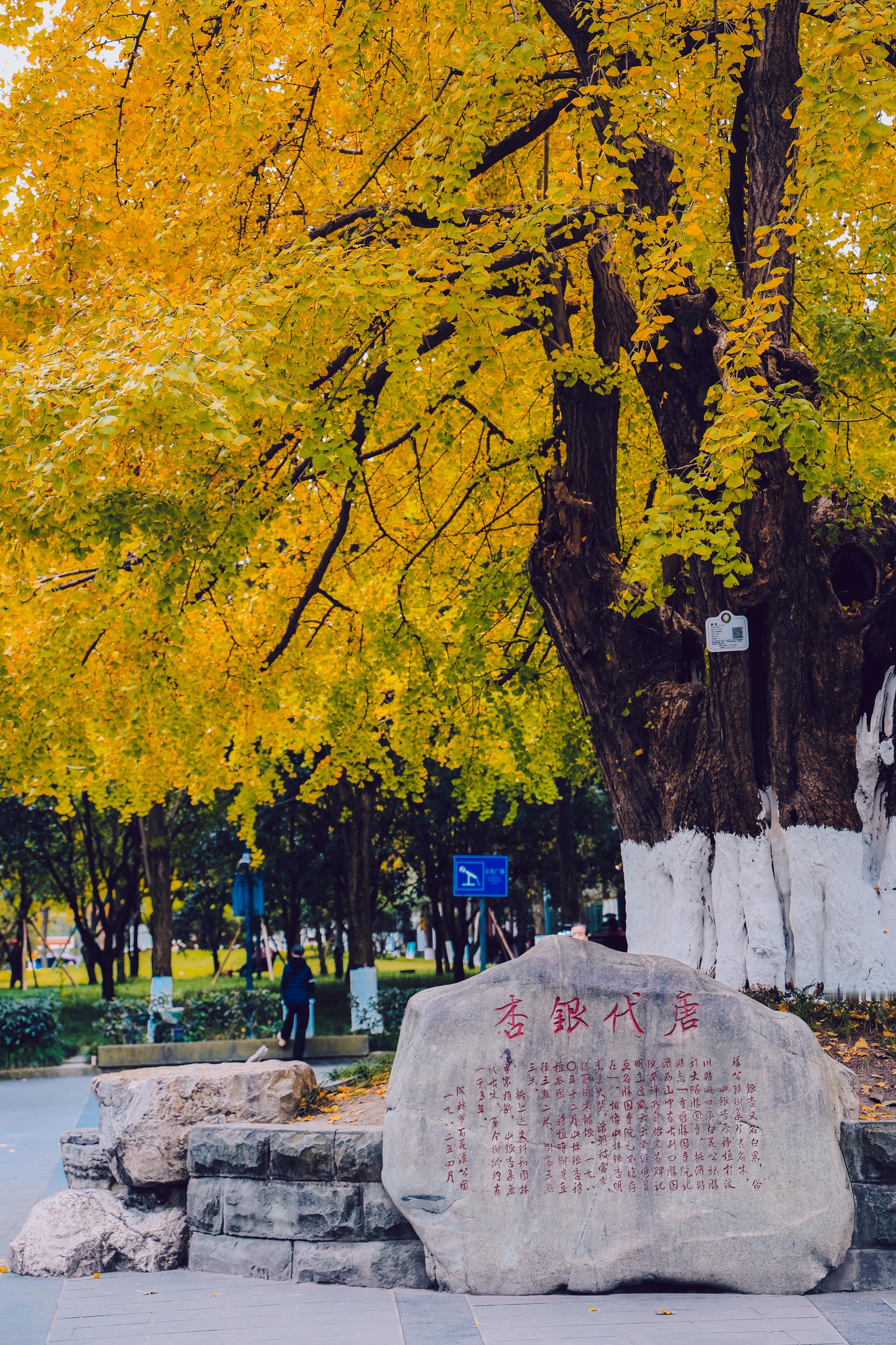 饭后从百花潭走到浣花溪，这条赏银杏的Citywalk路线实在是太棒了，全程徒步约