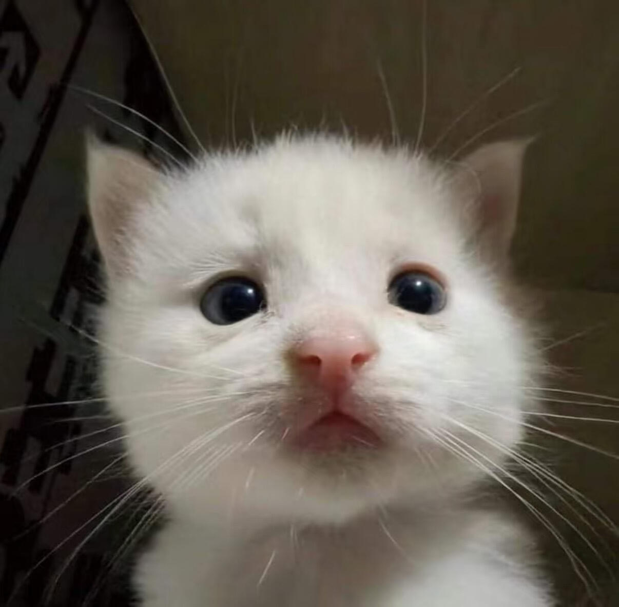 ฅ ៸៸᳐⁃⩊⁃៸៸᳐ ฅ 